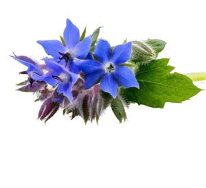 Borretschöl